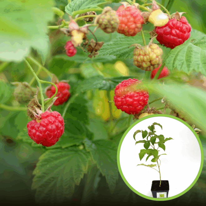 Malina GLEN AMPLE - słodka odmiana RUBUS IDAEUS 'Glen Ample' 1