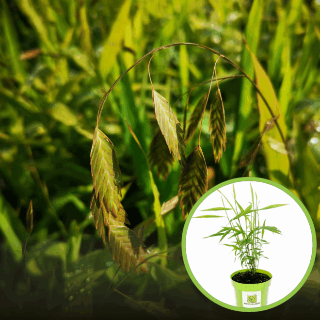 Obiedka szerokolistna - bambus Chasmanthium latifolium 1