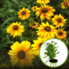 Rudbekia Rudbeckia SmileyZ Happy - bordowa Rudbeckia SmileyZ Happy 1