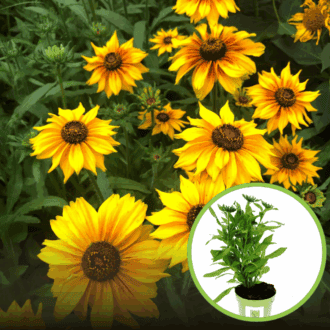 Rudbekia Rudbeckia SmileyZ Happy - bordowa Rudbeckia SmileyZ Happy 1