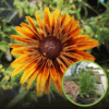 Rudbekia Rudbeckia 'Flamenco Bright Orange' - żółto pomarańczowa odmiana Rudbeckia'Flamenco Bright Orange' 1