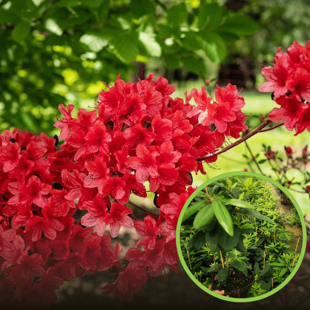 Różanecznik Scarlet Wonder - czerwona miniaturka Rhododendron 'Scarlet Wonder' 1