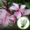 Gaura Lindheimera - MIX ODMIAN I KLORÓW Gaura Lindheimeri mix 1