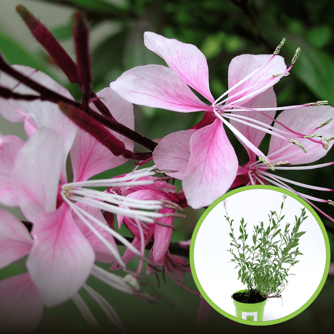 Gaura Lindheimera – mix odmian