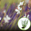 Gaura Lindheimera WHIRLING BUTTERFLIES - biała Gaura Lindheimeri 'Whirling butteflies' 1