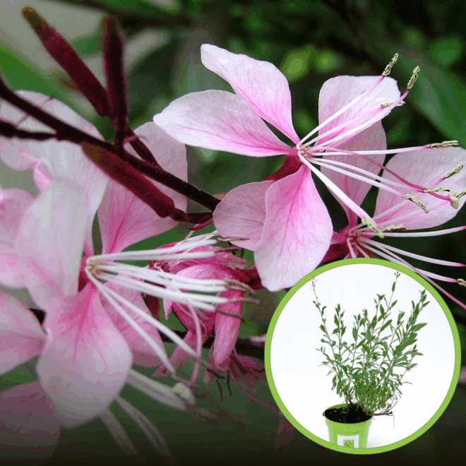 Gaura Lindheimera LIGHT PINK -jasny róż Gaura Lindheimeri 'Light Pink'' 1