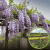 Glicynia chińska - wisteria - FIOLETOWE PNĄCZE C2 Wisteria sinensis 1