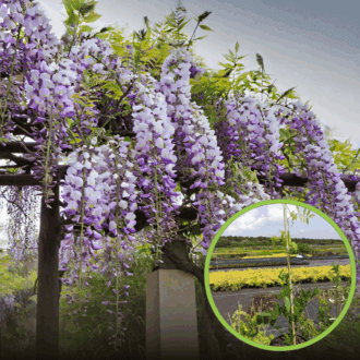 Glicynia chińska - wisteria - FIOLETOWE PNĄCZE C2 Wisteria sinensis 1