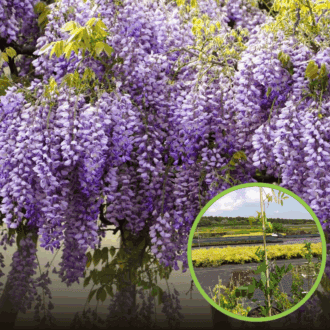 Glicynia chińska - wisteria AMETHYST - Fioletowe pachnące pnącze Wisteria sinensis 'Amethyst' 1