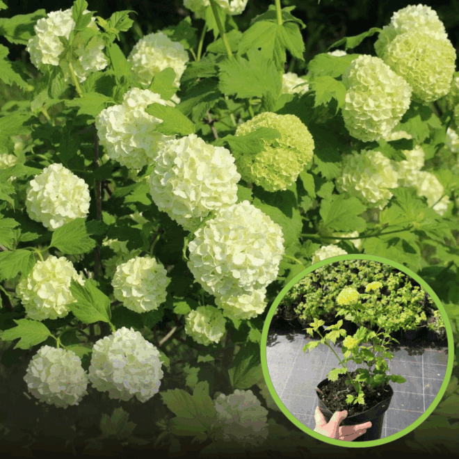 Kalina koralowa Compactum - czerwone owoce Viburnum opulus 'Compactum' 1