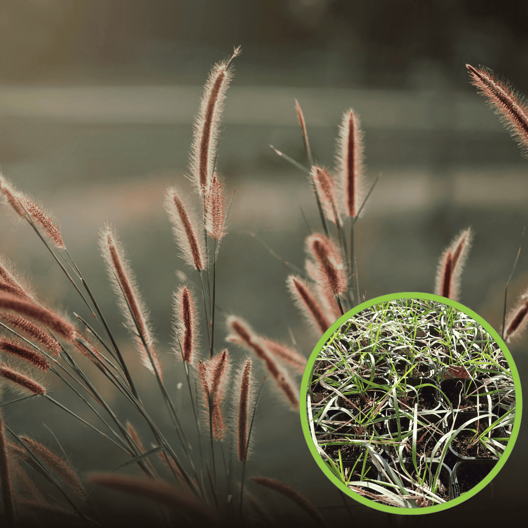 Rozplenica japońska Moudry - Niska trawa ozdobna Pennisteum japonica 'Moudry 1