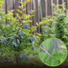 Jagoda Kamczacka ATUT multiplat Lonicera caerulea L. var. kamtschatica atut multip[lat 1