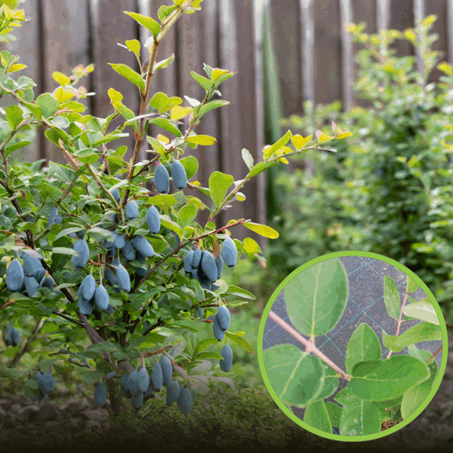 Jagoda Kamczacka ATUT multiplat Lonicera caerulea L. var. kamtschatica atut multip[lat 1