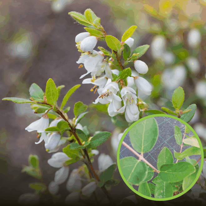 Jagoda kamczacka NIMFA multiplat Lonicera caerulea L. var. kamtschatica 'NIMFA ' Multiplat 1