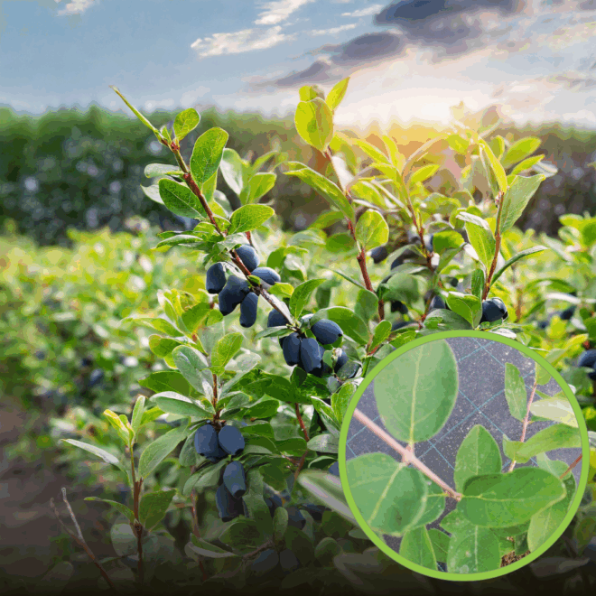 Jagoda kamczacka WOJTEK multiplat Lonicera caerulea L. var. kamtschatica 'Wojtek' Multiplat 1