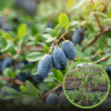 Jagoda kamczacka REBECA- Największe owoce Lonicera caerulea L. var. kamtschatica 'Rebeca ' 1