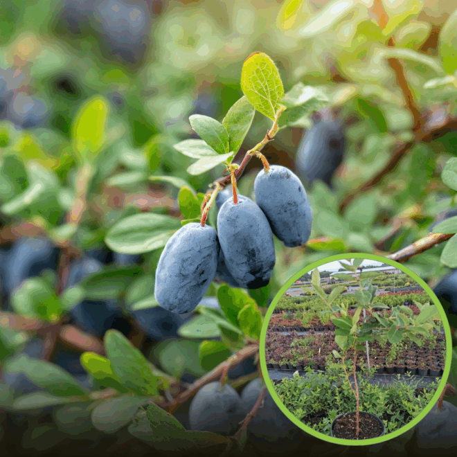 Jagoda kamczacka REBECA- Największe owoce Lonicera caerulea L. var. kamtschatica 'Rebeca ' 1