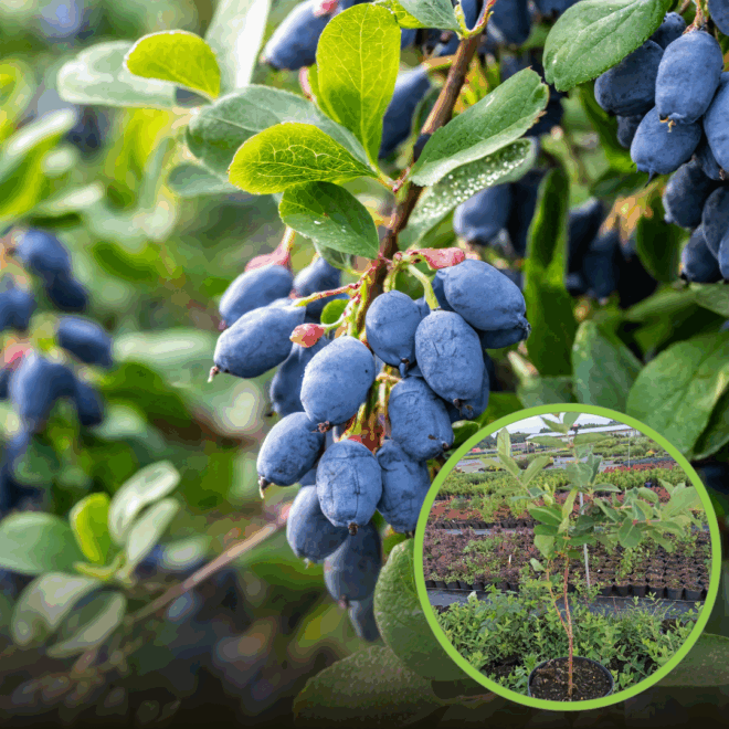 Jagoda kamczacka KLON-44 - ODMIANA ZE SKIERNIEWIC Lonicera caerulea L. var. kamtschatica 'KLON-44 ' 1