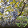 Jagoda kamczacka JUGANA - NAJMNIEJ WYMAGAJĄCA Lonicera caerulea L. var. kamtschatica 'JUGANA ' 1