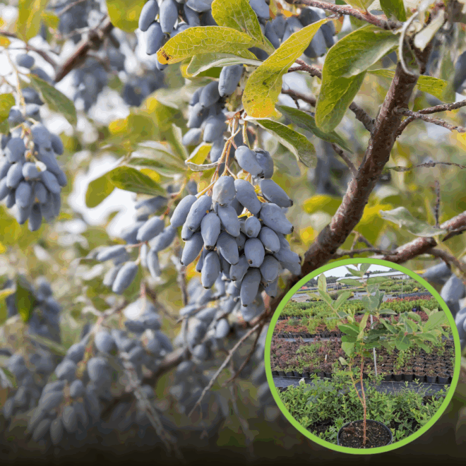 Jagoda kamczacka JUGANA - NAJMNIEJ WYMAGAJĄCA Lonicera caerulea L. var. kamtschatica 'JUGANA ' 1
