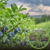 Jagoda kamczacka BAKCZARSKAJA VELIKAN - PÓŹNA ODMIANA Lonicera caerulea L. var. kamtschatica 'BAKCZARSKAJA VELIKAN' 1