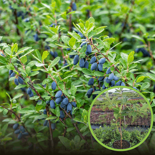 Jagoda kamczacka BAKCZARSKAJA JUBILEJNAJA - SOCZYSTA ODMIANA Lonicera caerulea L. var. kamtschatica 'BAKCZARSKAJA JUBILEJNAJA' 1