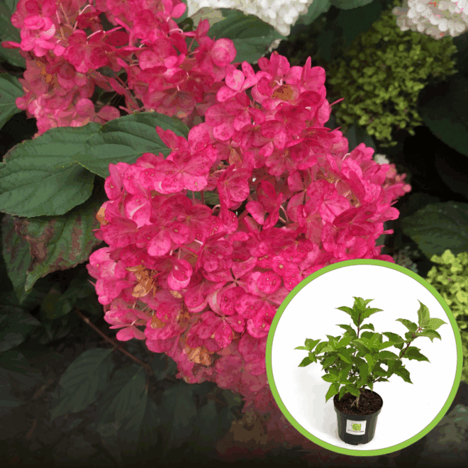 Hortensja Bukietowa Wim's Red - CZERWONA Hydrangea paniculata 'wim's Red' 1