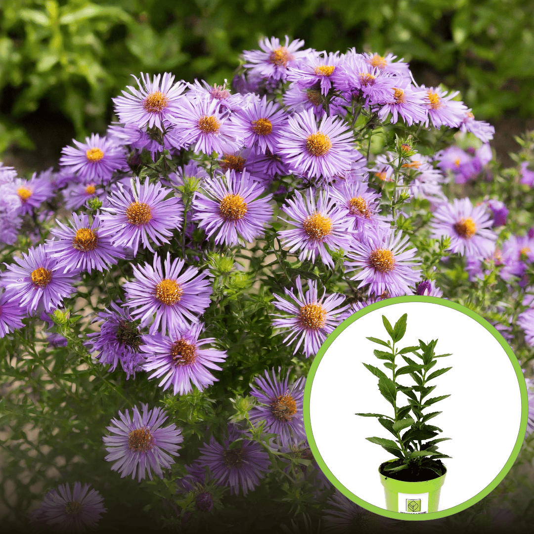 Aster krzaczasty Guliver - NISKI I FIOLETOWY Aster dumosum ' Guliver' 1
