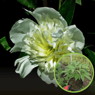 Piwonia chińska DUCHESSE DE NEMOURS- Biała Paeonia lactiflora 'DUCHESSE DE NEMOURS' 1