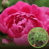 Piwonia chińska KARL ROSENFIELD - różowa Paeonia lactiflora 'KARL ROSENFIELD' 1