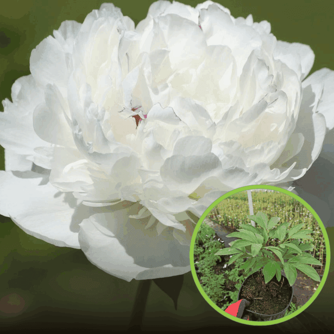 PAEONIA chińska FESTIVA MAXIMA biała PAEONIA chińska FESTIVA MAXIMA biała 1