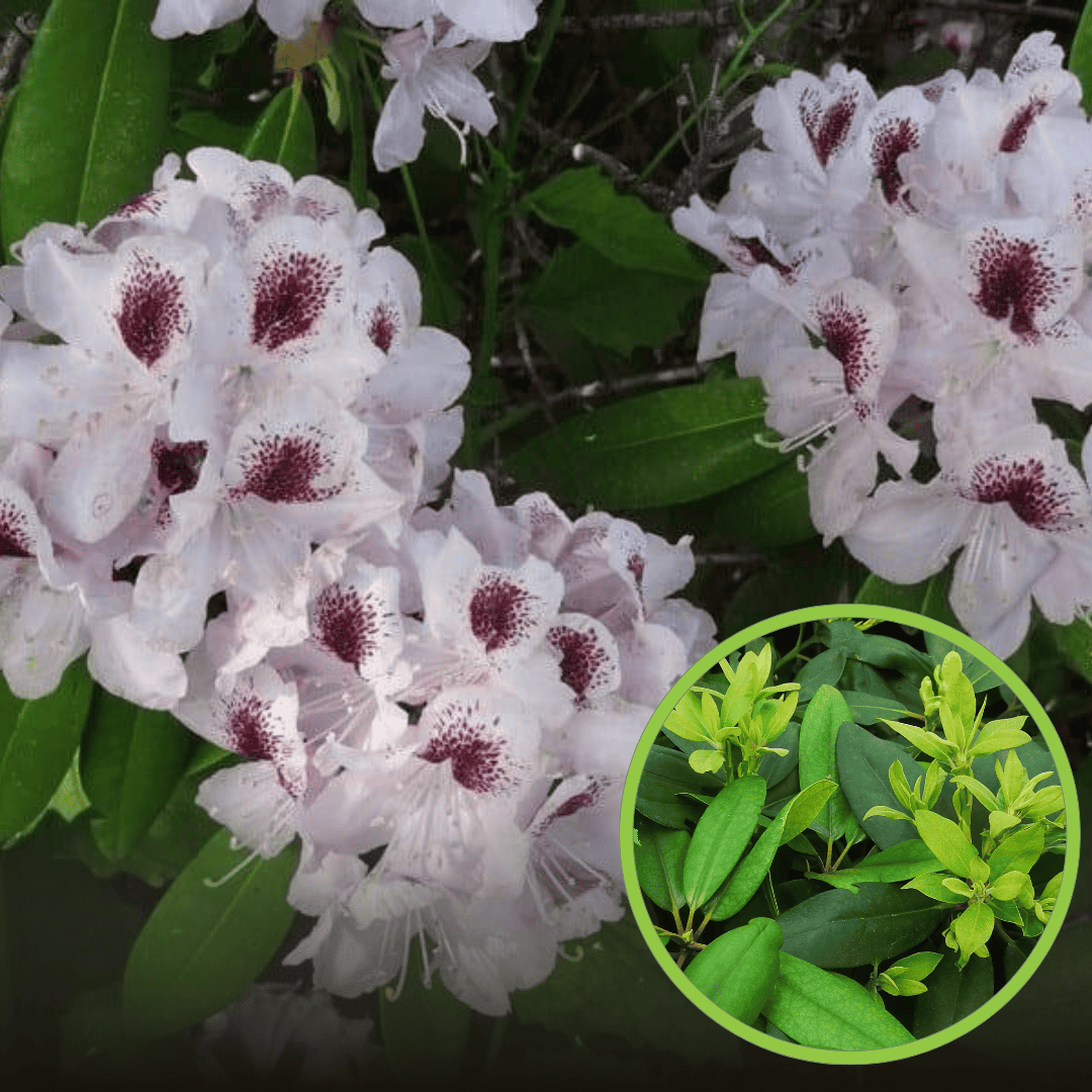 Różanecznik Calsap - ciekawy duży kwiat Rhododendron 'Calsap' 1