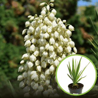 Jukka karolińska - wieloletnia sadzonka C5 Yucca filamentosa C5 1
