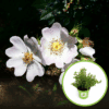 Pięciornik krzewiasty Snowbird - białe kwiaty Potentilla fruticosa "Snowbird" 1