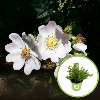 Pięciornik krzewiasty Snowbird - białe kwiaty Potentilla fruticosa "Snowbird" 1