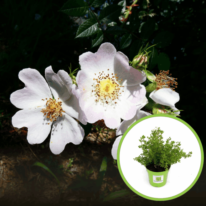 Pięciornik krzewiasty Snowbird - białe kwiaty Potentilla fruticosa "Snowbird" 1
