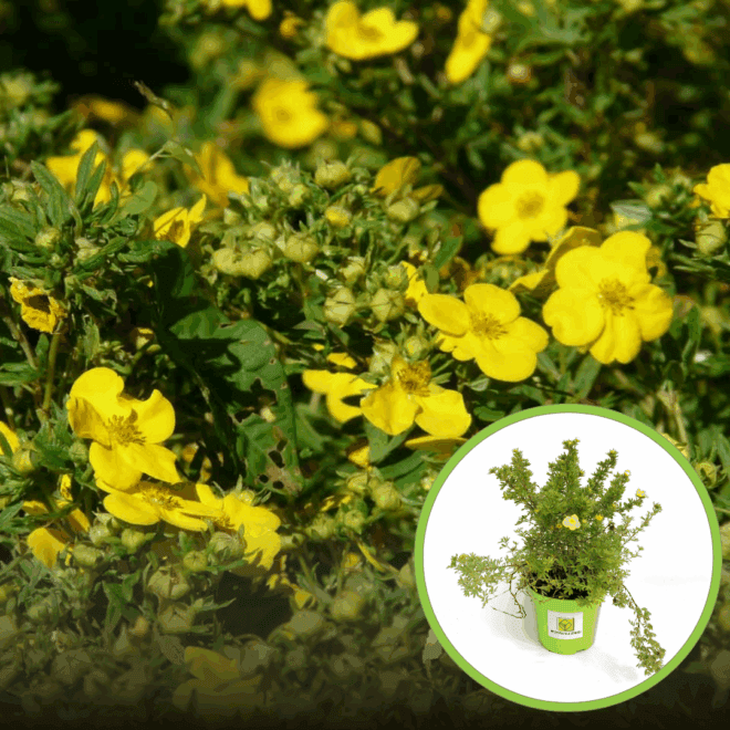 Pięciornik krzewiasty Hachman's Gigant - Zółty piękny kwiat Potentilla fruticosa "Hachman's Gigant" 1