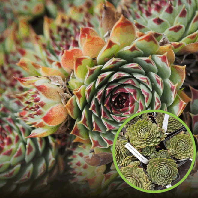Rojnik Red Beauty czerwono-zielony sukulent Sempervirum Red Beauty czerwono 1