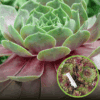 Rojnik Tesoro Zielono-czerwony Sempervirum Tesoro Zielono 1