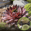 Rojnik Purple Quartz - Bordowy Sempervirum Purple Quartz 1