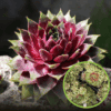 Rojnik Commander Hay - Na skalniaki Sempervirum Commander Hay 1