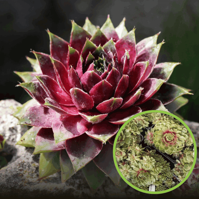 Rojnik Commander Hay - Na skalniaki Sempervirum Commander Hay 1