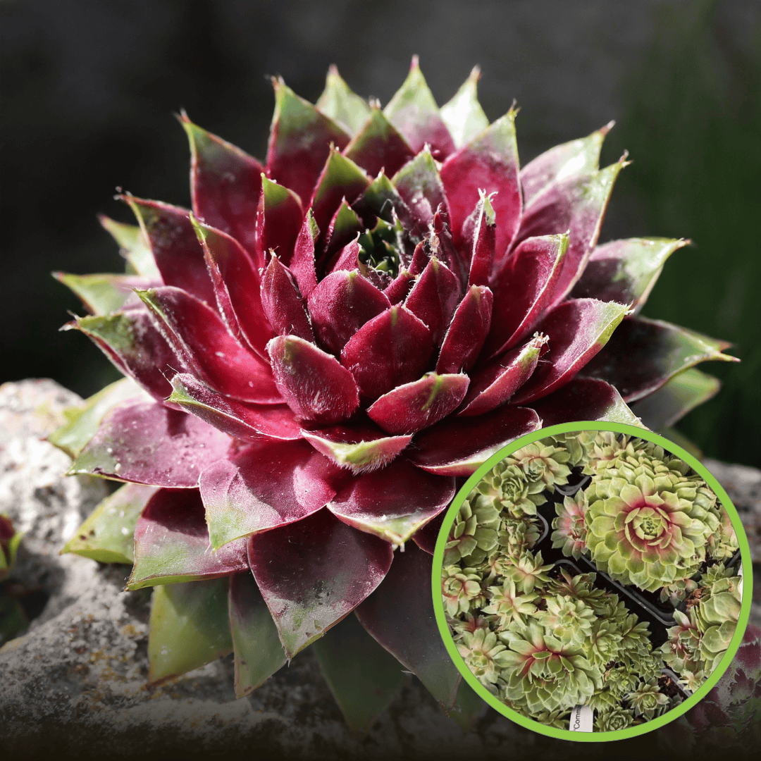 Rojnik Commander Hay - Na skalniaki Sempervirum Commander Hay 1