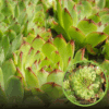 Rojnik Carmen Zielono - czerwony Sempervirum Carmen 1