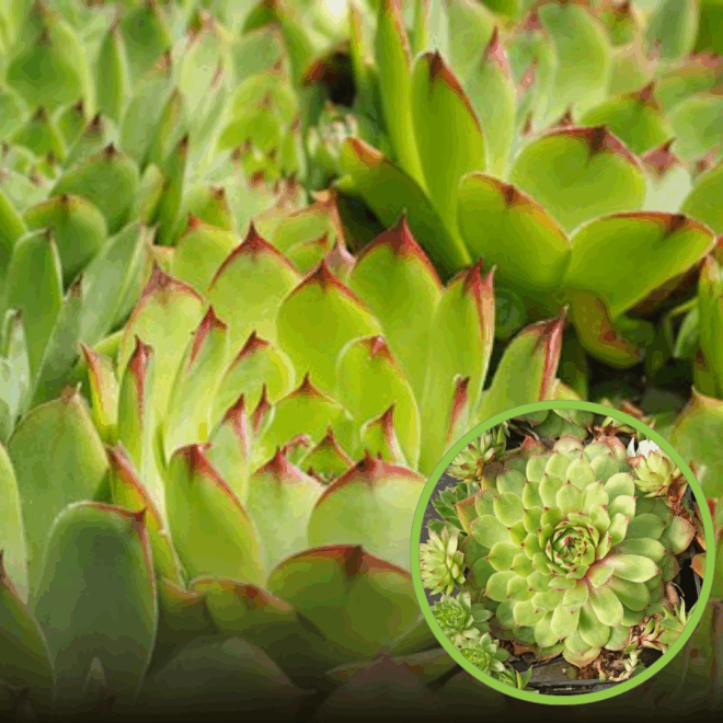 Rojnik Carmen Zielono - czerwony Sempervirum Carmen 1