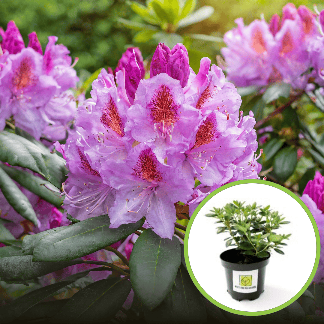 Różanecznik Catawbiense Grandiflora C4