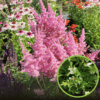 Tawułka chińska Astible Chinensis Vision in pink - Różowa Astilbe chinensis 'Vision in pink' 1