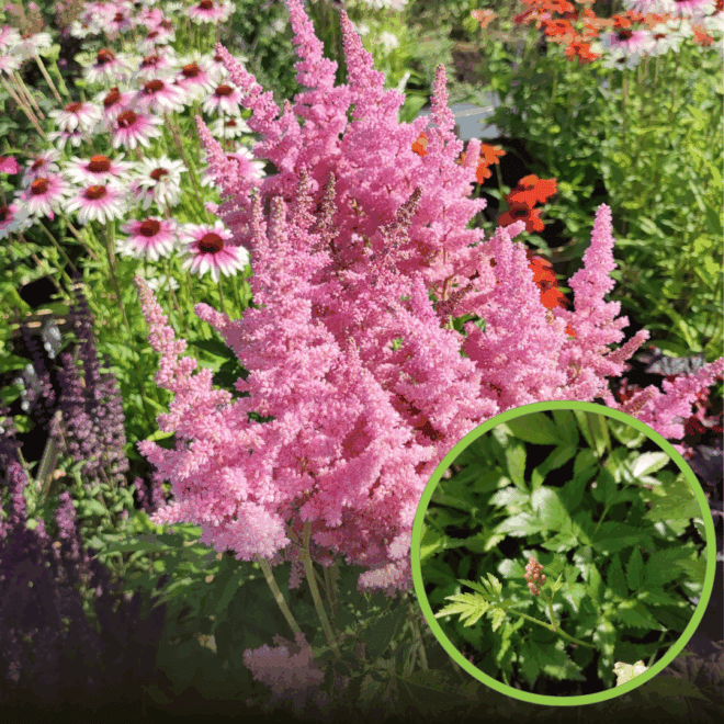 Tawułka chińska Astible Chinensis Vision in pink - Różowa Astilbe chinensis 'Vision in pink' 1
