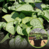 Brunera wielkolistna Emerald mist - Niebieskie kwiatuszki Brunnera macrophylla 'Emerald mist' 1
