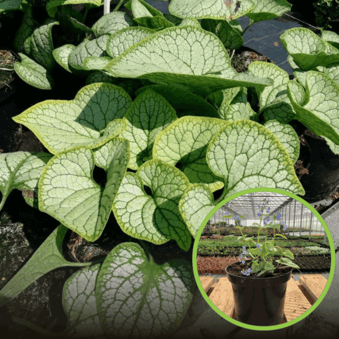 Brunera wielkolistna Emerald mist - Niebieskie kwiatuszki Brunnera macrophylla 'Emerald mist' 1